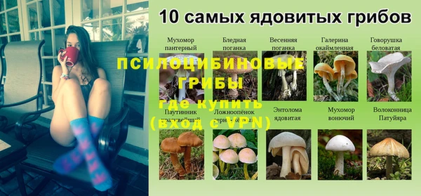 прущие грибы Беломорск
